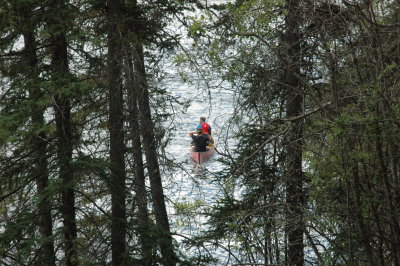 Through the Trees