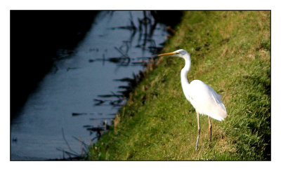 Witte Reiger (grote zilverreiger)