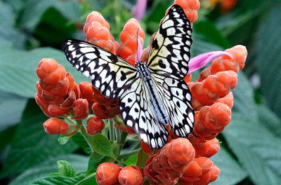 Papillons en libert 2013