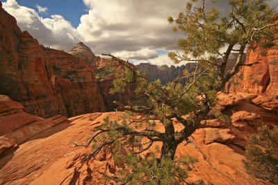 Wide Angle View from Zion Overlook