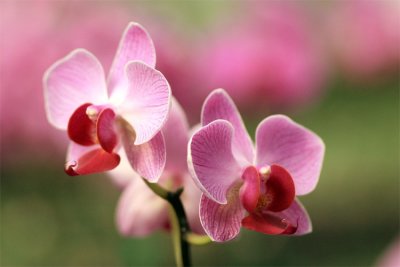 Twinorchids-copy.jpg