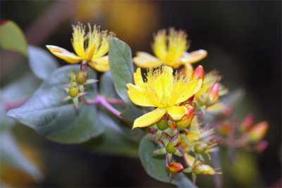 yellowflowerbush-copy.jpg