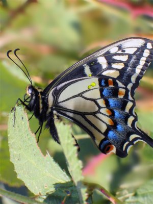 Swallowtail butterfly near Point Reyes