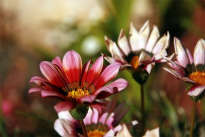 Pink gazania