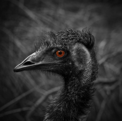 C151 - Emu eye by Dennis Wehner