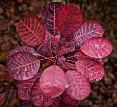 Fall in old England - TonySx