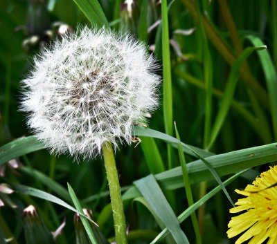 Dandelion - Michael