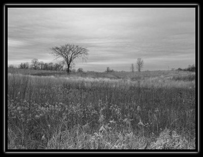 spring peeper meadows - brent