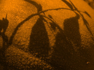 Shadows on the Pumpkin -ArtP