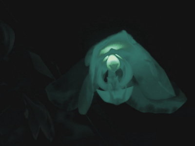  Ghost Orchid -ArtP