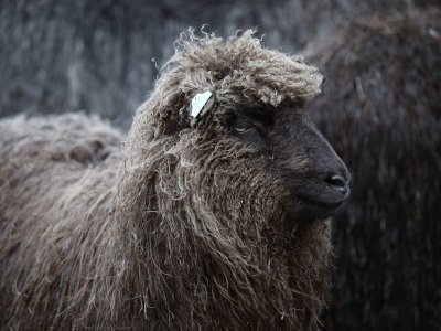 One sheep of grey - kleivis