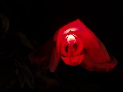 Red Orchid from which came Ghost Orchid  -ArtP