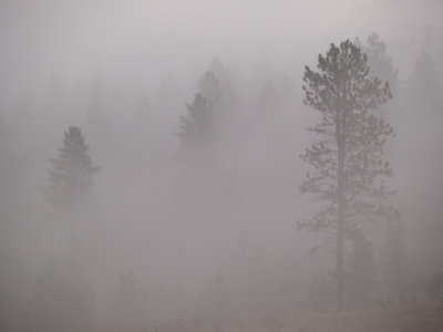 Trees Standing Still In Gray By Henry Caron