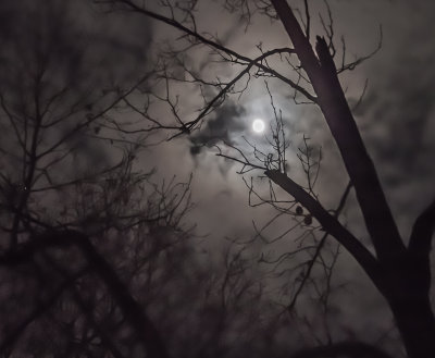 Moon, Clouds and Trees - Brad