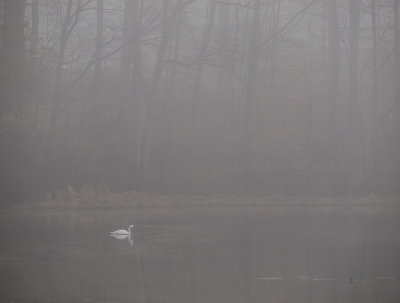 Swan on Pond - Brad