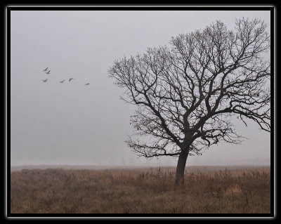 late migration - brent