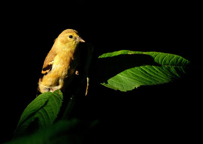 C129 - Male Goldfinch by Brenda Tate