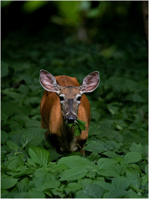 Doe in Deep Woods-Shirley 