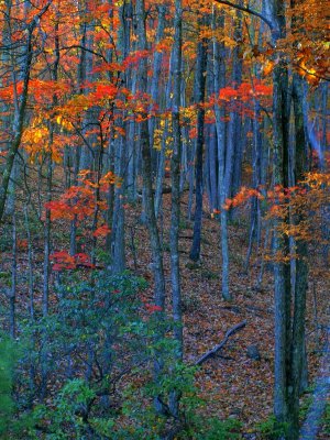 Blue forest on fire (C170) - Conrad Ruppert (CJackJr)