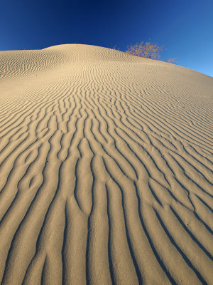 Blue Dune (C100) - Corbin McFarlane (Raven15)