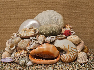 Shell collection _ by Dennis