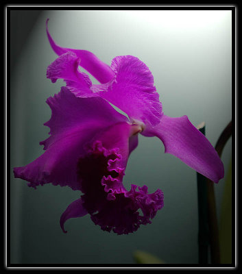 orchid - brent