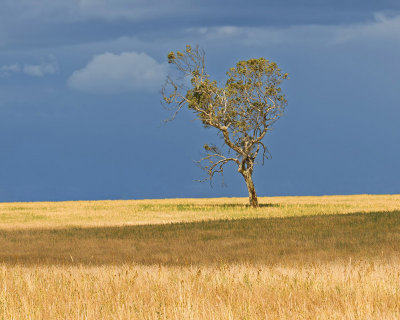 Solitary tree _ by Dennis
