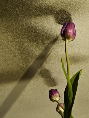 Tulip Shadows - Stefan