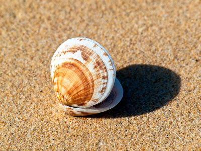 Seashell _ by Dennis