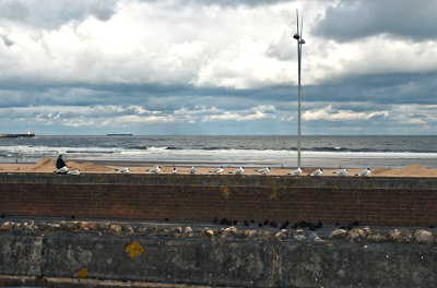 Birds on a wall - Michael