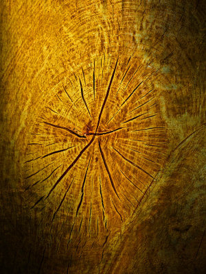 Cracks in the tree of life - Michael