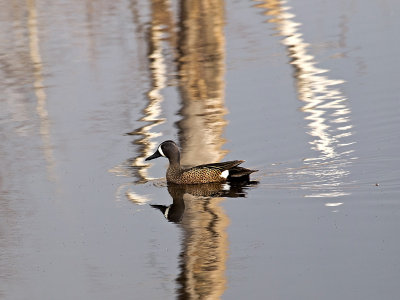 Blue Winged Teal Crossing the Line-Shirley 