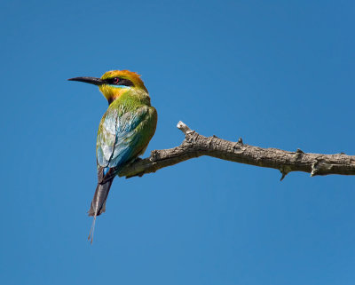 Bird on a horizontal branch _ by Dennis
