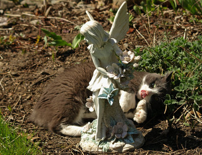 It's the Catnip Fairy! - Brenda