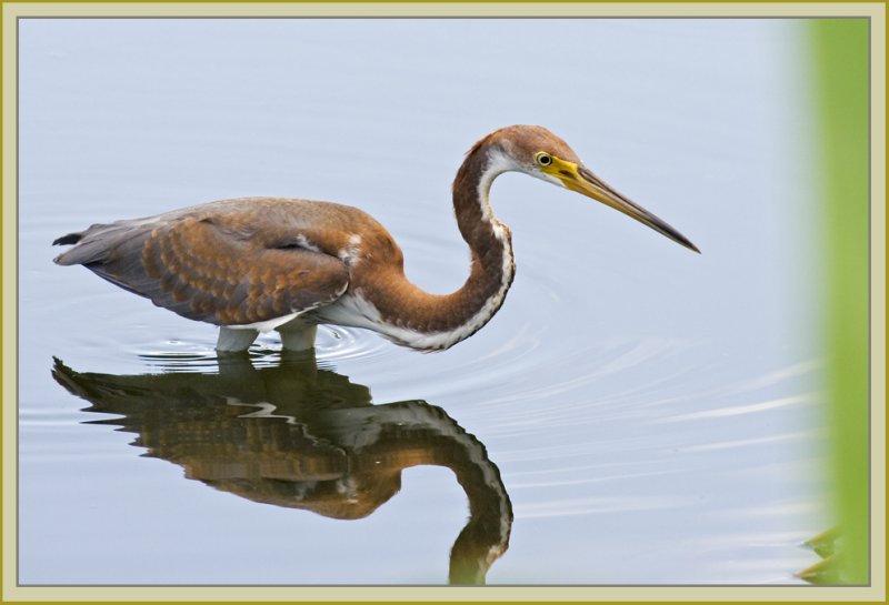 herons - tricolored heron