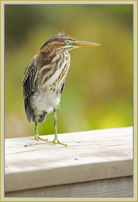 herons - green heron