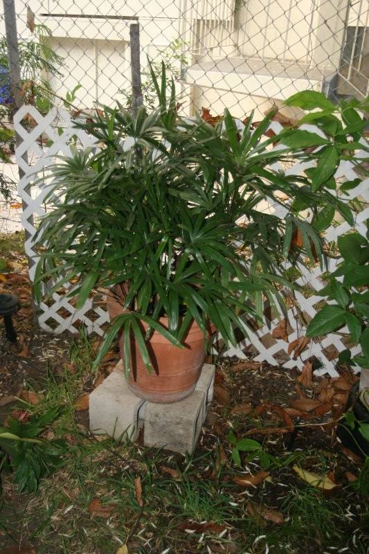 Lady Palm