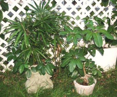Lady Palm & Umbrella Plant