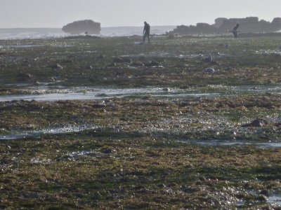 Pillar Point low tide