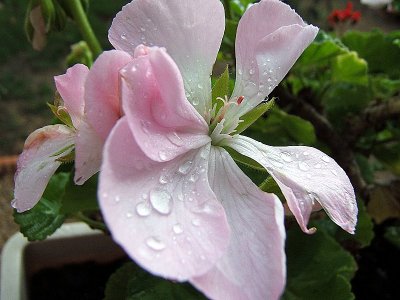 19/8 2006