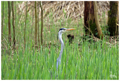 Grey heron in high grass.jpg