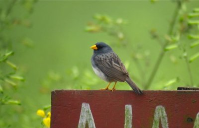 Band-tailed Sierra-Finch