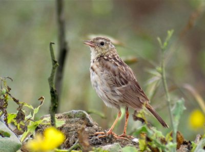 Yellowish Pipit