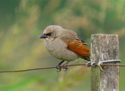 Bay-winged Cowbird