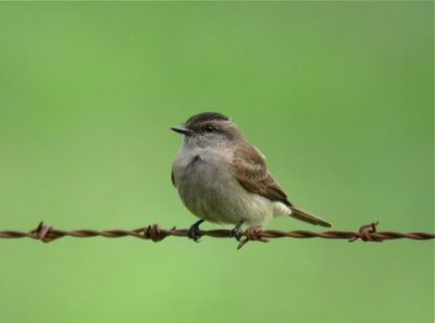 Crowned Slaty Flycatcher