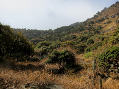 Bosque de Zrate