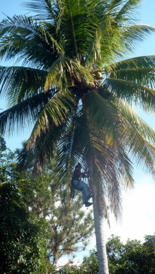 Palmier avec cocos