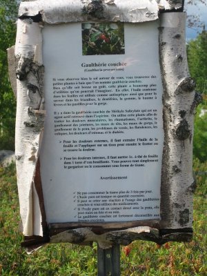 Gaulthrie couche ou Th des bois
