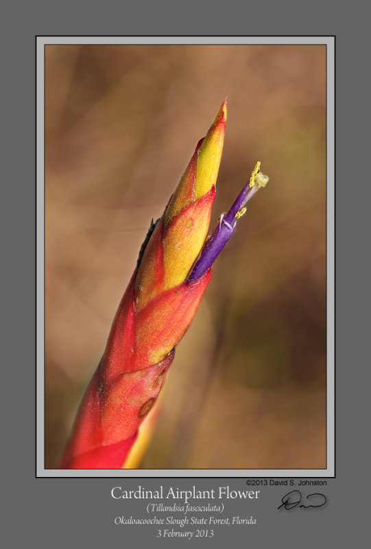 Cardinal Airplant Tillandsia Flower 1.jpg