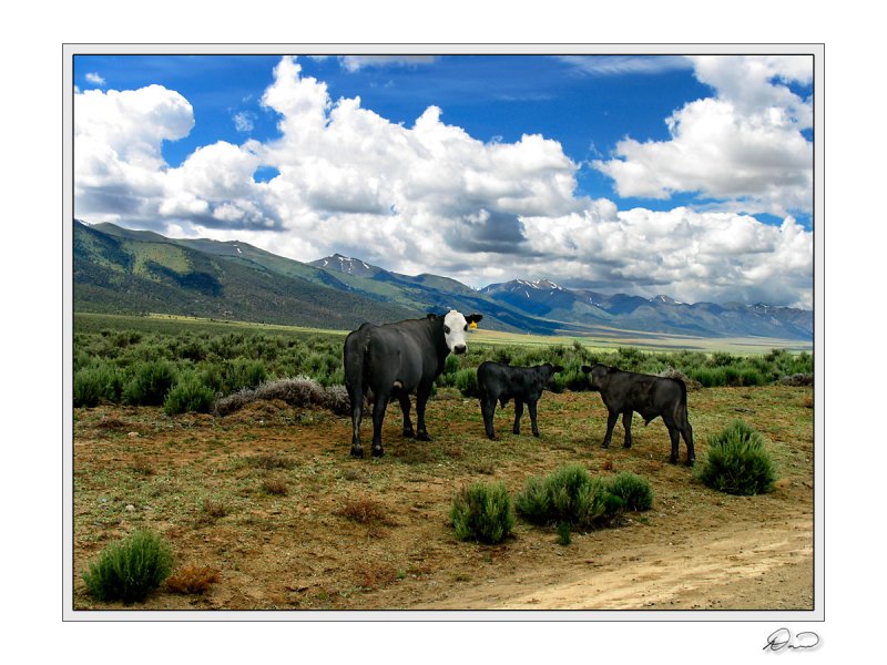 Suspicious Cows Guard Toiyabe Range.jpg